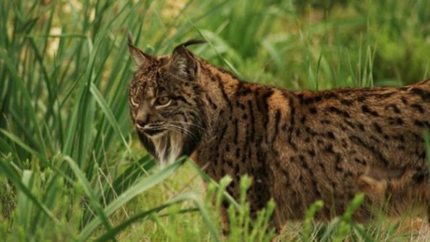 ep lince iberico 20180410123903