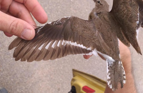 ep marcaje y medicion de un andarrios chico en la restaurada laguna de la edar de medina del campo