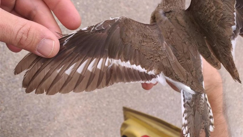 Marcaje y medición de un andarríos chico en la restaurada laguna de la EDAR de Medina del Campo, Valladolid | PATRICIO HERMOSILLA, AQUALIA ep marcaje y medicion de un andarrios chico en la restaurada laguna de la edar de medina del campo