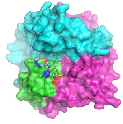 Potenciales fármacos contra la aciduría metilmalónica | UNIVERSIDAD AUTÓNOMA DE MADRID ep potenciales farmacosla aciduria metilmalonica