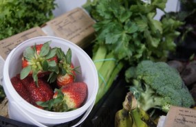 ep recursofrutas verduras