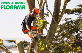 vivero florama poda vivero florama poda