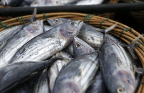 1608133813 pesca 1608133813 pesca