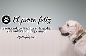 1621346116 perrofeliz6 1621346116 perrofeliz6