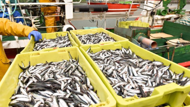 ep archivo   anchoa del cantabrico