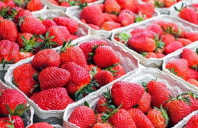 ep archivo   fresas archivo