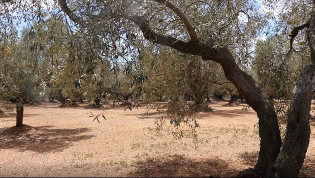 ep archivo   imagen de archivo de un campo de olivos