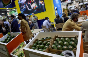 ep archivo   varias cajas de aguacates