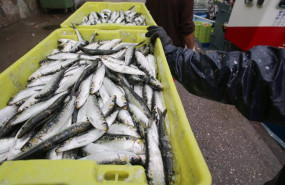 ep cajas de sardinas a su llegada al puerto de burela a 22 de junio de 2023 en burela lugo galicia
