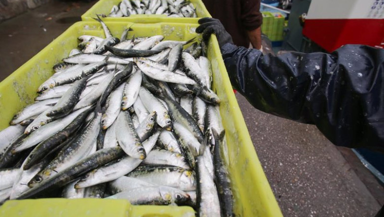 ep cajas de sardinas a su llegada al puerto de burela a 22 de junio de 2023 en burela lugo galicia ep cajas de sardinas a su llegada al puerto de burela a 22 de junio de 2023 en burela lugo galicia