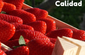 ep cartel de la campana yo como fresas de huelva