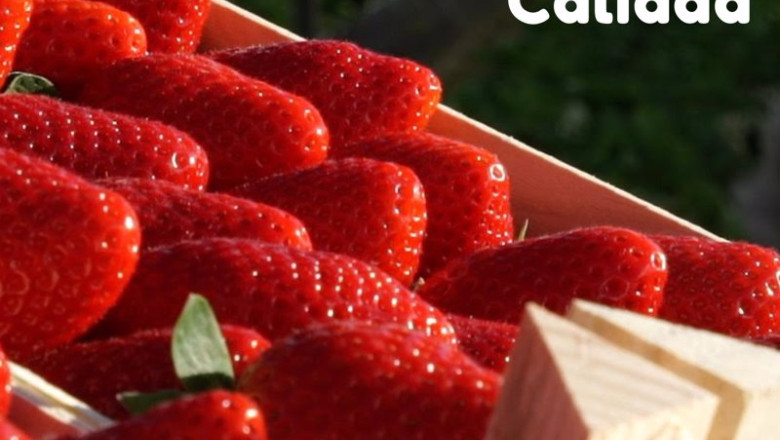 ep cartel de la campana yo como fresas de huelva ep cartel de la campana yo como fresas de huelva