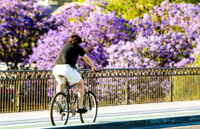 ep foto de archivo de un ciclista por el puente de triana con la floracion de la jacaranda a 24 de