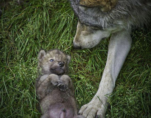 ep lobo
