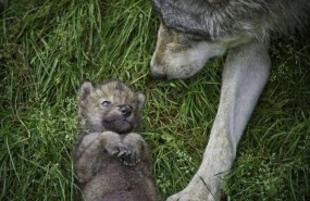 ep lobo
