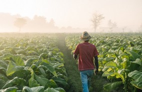 british american tobacco fields british american tobacco fields