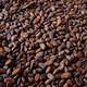 cocoa beans1