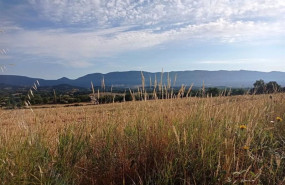 ep archivo   campo de trigo en el valle de tobalina burgos