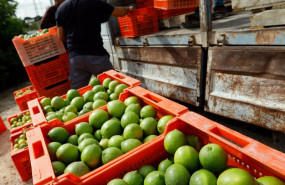 ep archivo   recoleccion de limones en una huerta de la comarca de huerta de murcia a 24 de