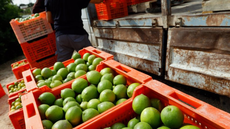 ep archivo   recoleccion de limones en una huerta de la comarca de huerta de murcia a 24 de