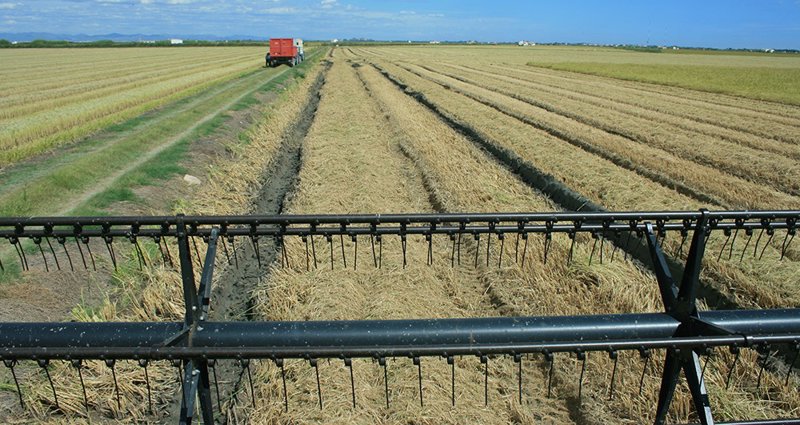 ep archivo siega del arroz ep archivo siega del arroz