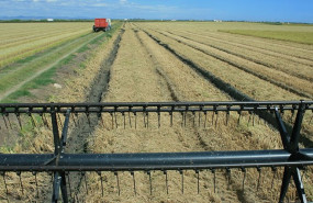ep archivo siega del arroz ep archivo siega del arroz