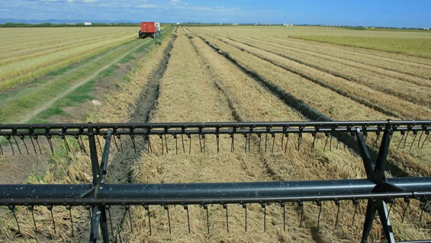 ep archivo   siega del arroz