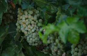 ep archivo   un racimo de uvas