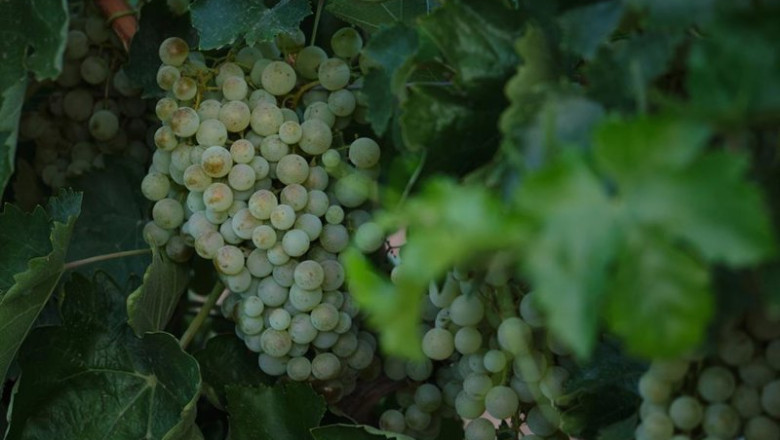 ep archivo   un racimo de uvas