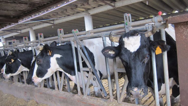 ep archivo   vacas 20220316151304
