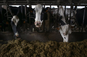 ep archivo   varias vacas en una ganaderia de lacteo en la parroquia de pineiro
