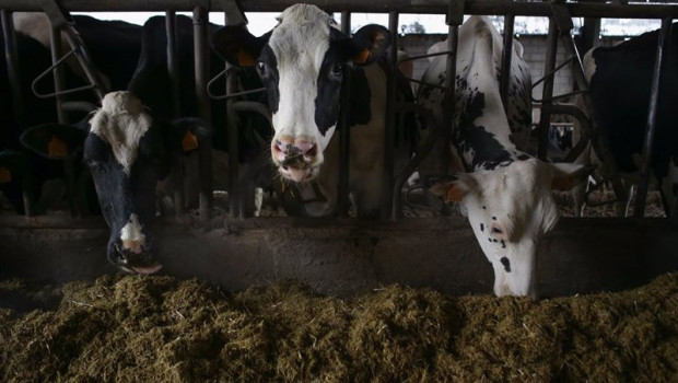 ep archivo   varias vacas en una ganaderia de lacteo en la parroquia de pineiro