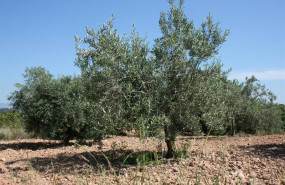 ep ava asaja denuncia los primeros robos de aceitunas en la c valenciana por los altos precios ep ava asaja denuncia los primeros robos de aceitunas en la c valenciana por los altos precios