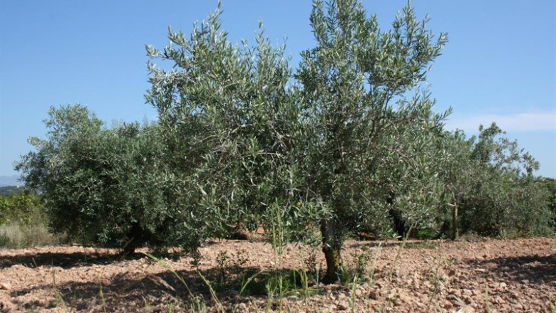 ep ava asaja denuncia los primeros robos de aceitunas en la c valenciana por los altos precios ep ava asaja denuncia los primeros robos de aceitunas en la c valenciana por los altos precios