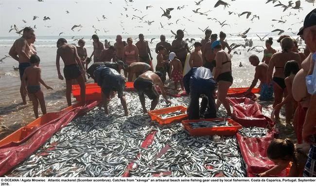 La mayoría de especies sufre sobrepesca en Europa | AGATA MROWIEC, OCEANA ep la mayoriaespecies sufre sobrepescaeuropa