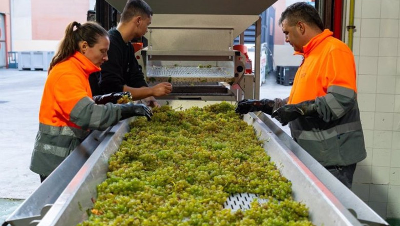 Selección de uva en la cooperativa. | BODEGA CUATRO RAYAS ep seleccion de uva en la cooperativa
