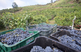 ep uva mencia recien cosechada y vinedos en la ribeira de vilacha de salvadur