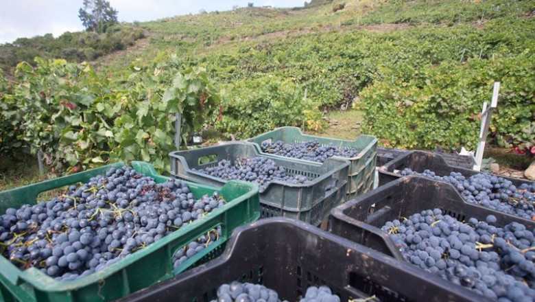 ep uva mencia recien cosechada y vinedos en la ribeira de vilacha de salvadur
