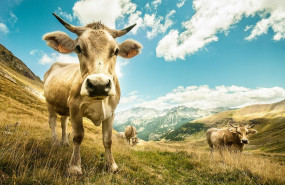 1624610991 pirineos2305