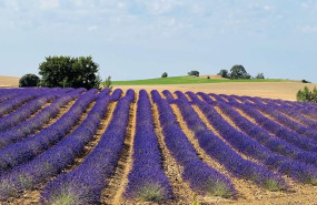 agricultura sostenible 2 agricultura sostenible 2