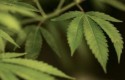 cbcannabis8 short11 cbcannabis8 short11