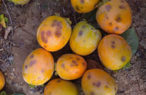 ep archivo - efectos del pedrisco en las frutas
