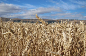 ep archivo   espigas cereales campo cultivo verano cosecha
