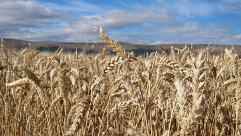 Archivo - Espigas, Cereales, Campo, Cultivo, Verano, Cosecha | EUROPA PRESS - Archivo ep archivo espigas cereales campo cultivo verano cosecha