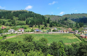 ep archivo   vinedos en el entorno de corias