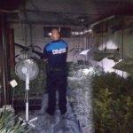 ep agentes intervienencultivomarihuana