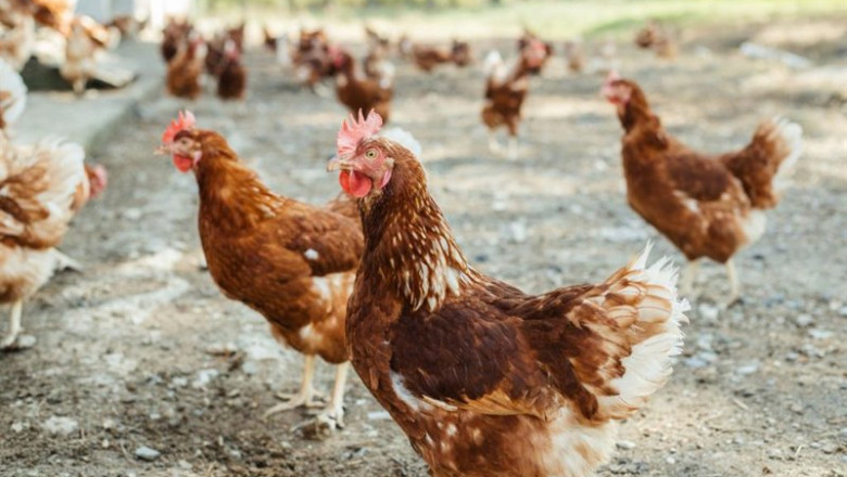 ep archivo   gallinas criadas al aire libre