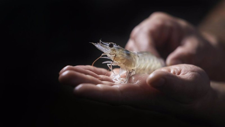 ep archivo la empresa de acuicultura noray seafood se dedica al cultivo sostenible de langostinos ep archivo la empresa de acuicultura noray seafood se dedica al cultivo sostenible de langostinos