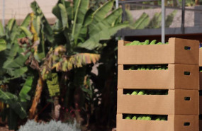 ep archivo   plantacion de platanos en canarias