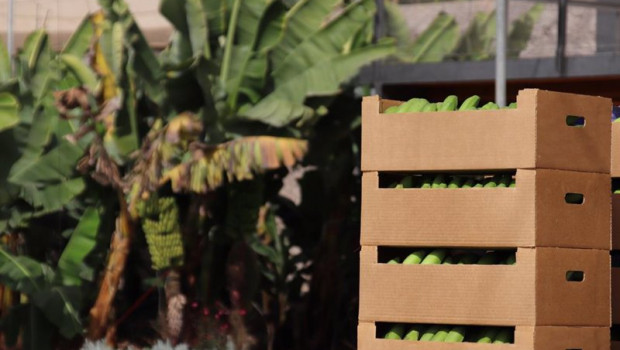 ep archivo   plantacion de platanos en canarias